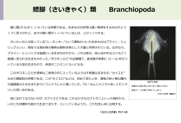 鰓脚（さいきゃく）類 Branchiopoda