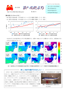 珍しい魚が水揚げされました！！
