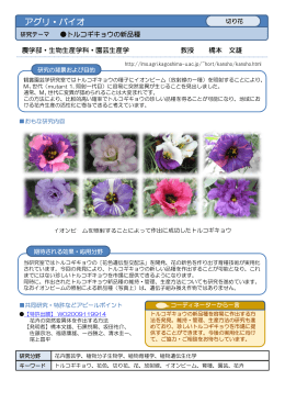 トルコギキョウの新品種 【切り花】