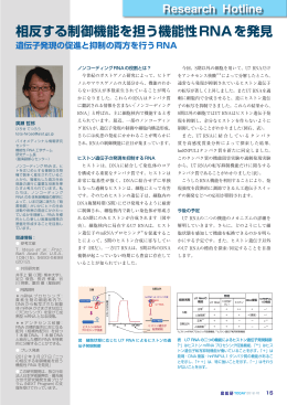 相反する制御機能を担う機能性RNAを発見 [ PDF：1MB ]