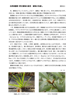 野生動物の森⑲ 植物の冬越し 2014.1