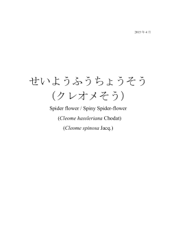 せいようふうちょうそう （クレオメそう）