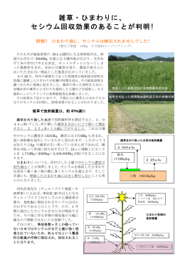 雑草・ひまわりに、 セシウム回収効果のあることが判明!