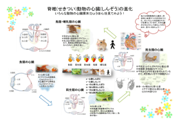脊椎(せきつい)動物の心臓(しんぞう)の進化