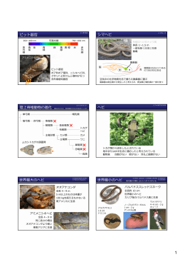 ピット器官 シマヘビ 陸上脊椎動物の進化 著名なもののみ ヘビ 世界最大