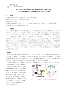 RNA とタンパク質の両方をリン酸化する酵素を世界で初めて発見