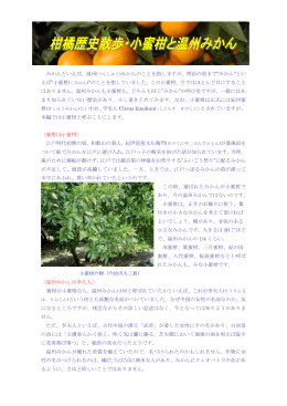 柑橘歴史散歩・小蜜柑と温州みかん
