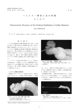ハムスター卵管上皮の形態