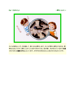カイコの卵はふつう、冬を越して、春になると孵化します