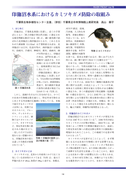 印旛沼水系におけるカミツキガメ防御の取組み