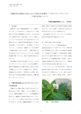 印旛沼周辺地域の水田における特定外来雑草「ナガエツルノゲイトウ」 の