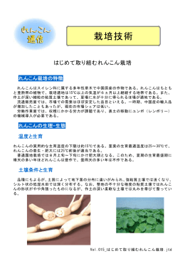 Vol.015_はじめて取り組むれんこん栽培