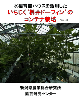 水稲育苗ハウスを利用したいちじく`桝井ドーフィン`のコンテナ栽培