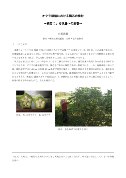 オクラ栽培における摘芯の検討 - 名古屋大学全学技術センター