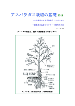 アスパラガス栽培の基礎 - 十勝清水町農業協同組合