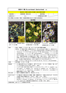 栽培キク属 Chrysanthemum（Dendranthema） cv.