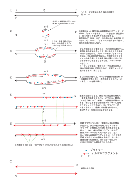 ori ori ori ori ori ori ori ori ori ori ori プライマー オカザキフラグメント