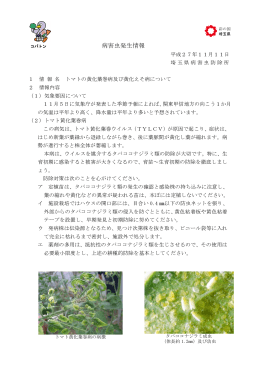 トマトの黄化葉巻病及び黄化えそ病について（PDF：360KB）