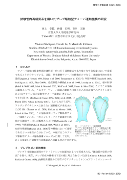 試験管内再構築系を用いたブレブ駆動型アメーバ運動機構の研究