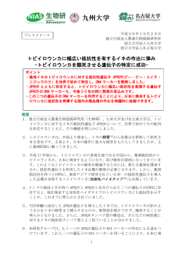 トビイロウンカに幅広い抵抗性を有するイネの作出に弾み