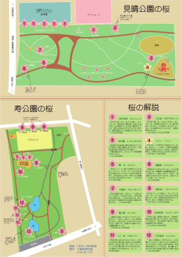 寿公園の桜 見晴公園の桜 桜の解説