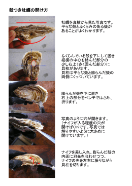 殻つき牡蠣の開け方