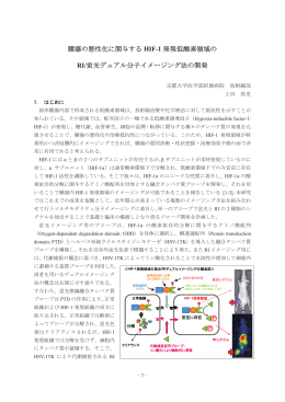 腫瘍の悪性化に関与する HIF-1 発現低酸素領域の RI/蛍光デュアル分子