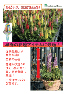 早春の花壇アイテムに最適！