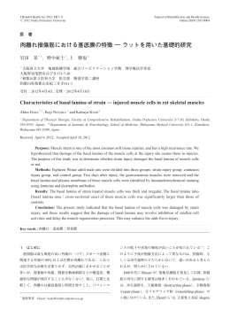 肉離れ損傷筋における基底膜の特徴 ― ラットを用いた基礎的研究