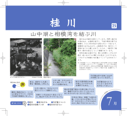 桂 川 - 山中湖村