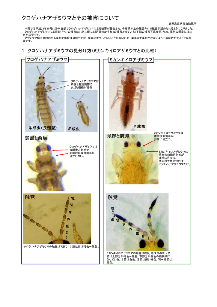 クロゲハナアザミウマとその被害について