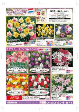 2013 秋の花空間