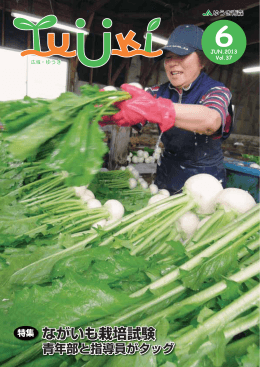 ながいも栽培試験 特集 ながいも栽培試験