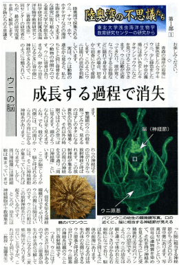 ウニの脳 - 東北大学大学院生命科学研究科