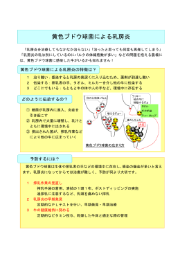 黄色ブドウ球菌による乳房炎（リーフレット） （PDFファイル 70.0