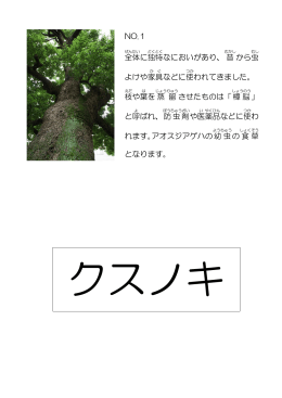 NO.1 全体 に独特 なにおいがあり、昔 から虫 よけや家具 などに使 われ