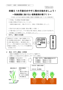 田植え1か月後をめやすに落水を始めましょう！