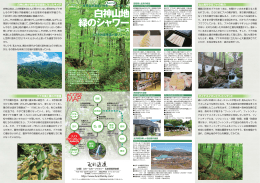 白神山地 緑のシャワー