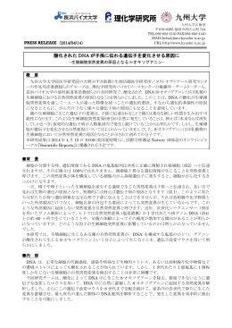 酸化された DNA が子孫に伝わる遺伝子を変化させる原因に