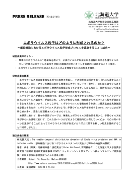 （薬学研究院 講師 南保明日香）（PDF）