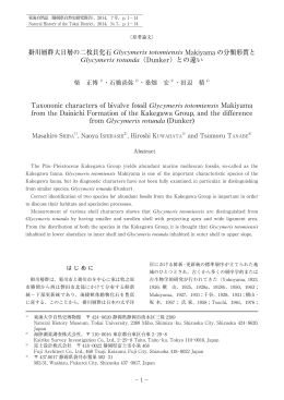 掛川層群大日層の二枚貝化石 Glycymeris totomiensis Makiyama の