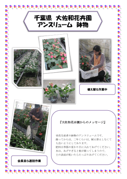 千葉県 大佐和花卉園 アンスリューム 鉢物