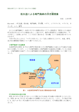 低水温による鳴門海峡の浮き鯛