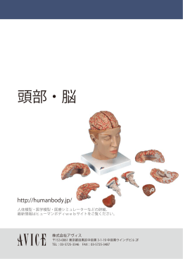 頭部・脳模型 - ヒューマンボディ
