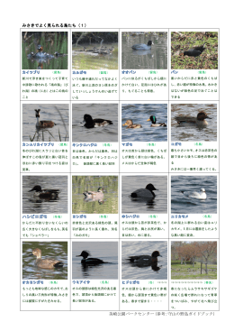 みさきでよく見られる鳥たち（1） 美崎公園パークセンター（参考：守山の