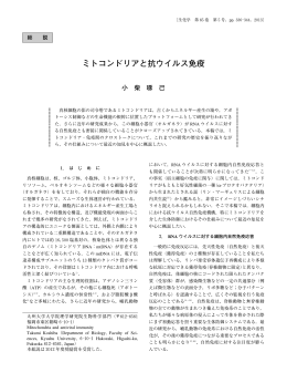 ミトコンドリアと抗ウイルス免疫