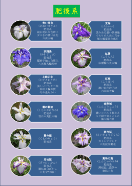 肥後系(品種案内)