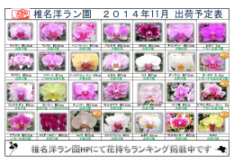 椎名洋ラン園 2014年11月 出荷予定表