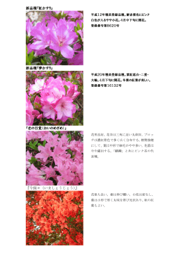 新品種『紅かすり』 新品種『夢かすり』 『老の目覚（おいのめざめ）』 『今