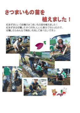 紅あずまという品種のさつまいもの苗を植えました！ 紅あずまは収穫した